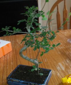 9GreenBox Chinese Elm Bonsai Tree Style 8 69 61 nEqy iGL