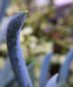 4K Video Camera Camcorder, 30MP UHD Wifi IR Night Vision Video Recorder with IR Flashlight, Vlogging Camera for YouTube Filming, 30X Digital Zoom Touch Screen Video Camera with Remote, Wide Angle 55 61 rCJQOgTL