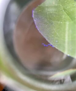 40X Full Metal Illuminated Jewelry Loop Magnifier, XYK Pocket Folding Magnifying Glass Jewelers Eye Loupe with LED(LED Currency Detecting/Jewelry Identifying) 1 38 61 uWiET1wL