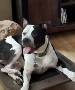 Pogi's Dog Poop Bags with Easy-Tie Handles - 300 Doggy Leak-Proof, Ultra Thick, Scented Poop Bags for Dogs, Cat 300 Count (Pack of 1) 38 610 X9A0chL