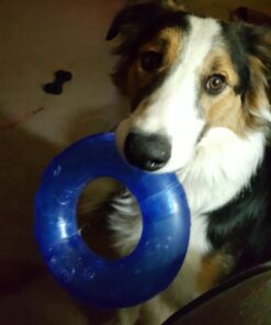KONG - Squeezz® Ring - Strong Squeaky Dog Toy, bounces and squeaks even if punctured - For Large Dogs (Assorted Colors) 26 6100fv1LCsL