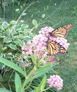 Seed Needs, Pink Swamp Milkweed Seeds for Planting (Asclepias incarnata) Heirloom, Open Pollinated & Untreated, Attracts Monarch Butterflies (2 Packs) 2 Packs (200 Seeds) 31 6100qTiXt6L 1