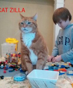 Precious Cat Senior Litter, 8lbs 22 6105qBhpnTL