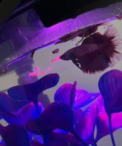 Ocean Nutrition Betta Pellets 2.65-Ounces (75 Grams) Jar 2.64 Ounce (Pack of 1) 40 610HJK8ZL7L