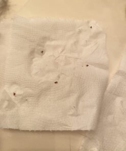 Adams Plus Flea & Tick Shampoo with Precor for Cats, Kittens, Dogs & Puppies Over 12 Weeks Of Age Sensitive Skin Flea Treatment | Kills Adult Fleas, Flea Eggs, Ticks, and Lice 12 Ounces Shampoo Only 43 610MW3fq GL 1