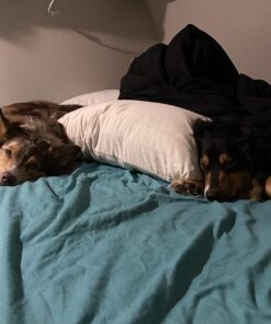 Wondercide - Flea, Tick & Mosquito Spray for Dogs, Cats, and Home - Control, Prevention, Treatment - with Natural Essential Oils - Pet and Family Safe - Peppermint 16 oz 26 610NqWhtqYL 2