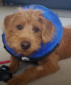 KONG - Cloud Collar - Plush, Inflatable E-Collar - For Injuries, Rashes and Post Surgery Recovery - For Medium Dogs/Cats Standard Packaging 35 610PQcyy2 L