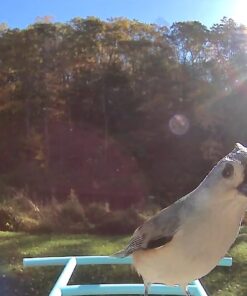 NETVUE Birdfy AI - Smart Bird Feeder with Camera + Solar Panel, Free AI Forever, Auto Capture & Identify 6000+ Bird Species, Bird Videos for Birdwatching, Ideal Gift for Bird Lover Solar Blue 35 610RtXdwOzL