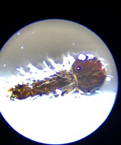 Learning Resources Prepared Slides Combo Set, 48 Specimens Standard Packaging 21 610SeKTNwRL