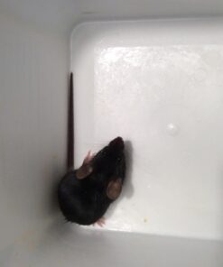 Smart Mouse Trap - Humane Mousetrap 45 610Y1xxd47L