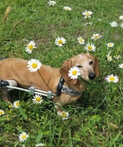 Charlee Bear Original Dog Treats, Turkey Liver & Cranberries, 16 oz 1 Pound (Pack of 1) 24 610d0iV1 EL
