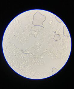 AmScope M150C-I 40X-1000X All-Metal Optical Glass Lenses Cordless LED Student Biological Compound Microscope 50 610fjwYgxvL