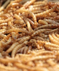 MBTP Bulk Dried Mealworms - Treats for Chickens & Wild Birds (11 Lbs) 12 610k3Vis7rL
