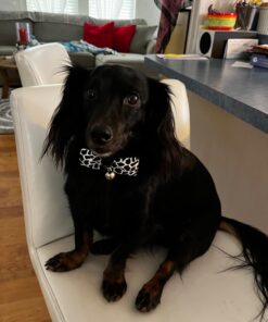 Paw Nectar Dog Paw Balm - Heals, Repairs & Restores Dry, Cracked & Damaged Paws - 100% Organic & Natural Cream Butter, Wax, Moisturizer & Protection for Dog Feet & Foot Pads - Effective & Safe - 2 Oz 32 610kvORVFtL