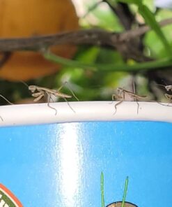 Praying Mantis (5) Egg Cases with Habitat Cup- 5 Egg Cases & 1,500 Live Ladybugs 34 611 Tx9h L 2