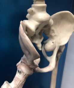 Crazy Bonez Pose-N-Stay Skeleton Original Pose-N-Stay 40 611Aqy6H5bL