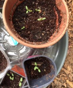 Seed Needs, Pink Common Milkweed Seeds - 100 Heirloom Seeds for Planting Asclepias syriaca - Perennial Flowers to Attract Monarch Butterflies & Other Pollinators (2 Packs) 2 Packs (200 Seeds) 17 611JgdoLa6L