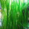 Jungle Vallisneria Rooted Plants 15-20 inches Tall - Easy Background Aquarium Plants 4 611K7uScZ L
