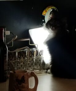 Aura Day Light Lamp, 10,000 Lux of Full Spectrum Bright Light with Adjustable Lux Dial and Timer- 100% UV Free{2 Year Warranty Includes Bulb and Lamp} 57 611R3RNptjL