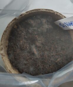 Plant Theatre Bonsai Tree Kit - Indoor Plant Growing Kit w/ 3 Mini Bonsai Seed Packs, 6 Pots, 6 Peat Discs and 6 Propagator Bags - Gardening Gifts for Men, Women and Room Decor - Crafts for Adults 44 611cDhLHVL