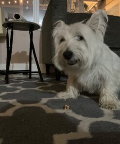 PURINA Busy Made in USA Facilities Toy Breed Dog Bones, Tiny - 30 ct. Pouch 30 Count (Pack of 1) 35 611hIsasfGL