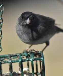 Nikon 70-300 mm f/4-5.6G Zoom Lens with Auto Focus for Nikon DSLR Cameras 40 611hSsXCZPL