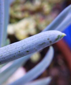 4K Video Camera Camcorder, 30MP UHD Wifi IR Night Vision Video Recorder with IR Flashlight, Vlogging Camera for YouTube Filming, 30X Digital Zoom Touch Screen Video Camera with Remote, Wide Angle 56 611vprOpdCL