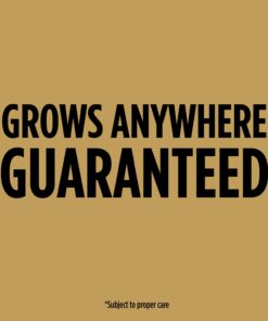 Scotts EZ Seed Dog Spot Repair Sun and Shade - 2 Lb., Mulch, Seed and Soil Amendment with Protectant and Tackifier, Repairs Pet Spots 2 lb. 1 Pack 34 611xLTSSP1L