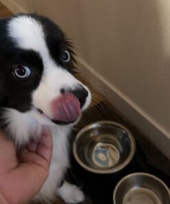 Purina Pro Plan High Protein Dog Food With Probiotics for Dogs, Shredded Blend Chicken & Rice Formula - 35 lb. Bag 35.00 Pound (Pack of 1) 30 612361YTjL 1