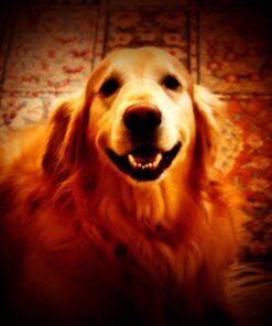 Alternative view of Corel PaintShop Pro X9 Ultimate (Old Version)