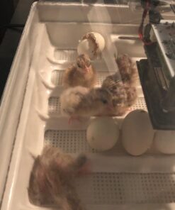 IncuView™ 3 Pro All-in-One Automatic Egg Incubator w Built-in Egg Turner, Incubator Warehouse, Countdown Hatch Timer, Auto-Off Egg Turner, Universal Egg Turner, Quail - Goose, 2022 50 6129GJ7kqyL