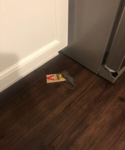 Mouse Lifelike Rubber Gag 16 612BuJ6jukL