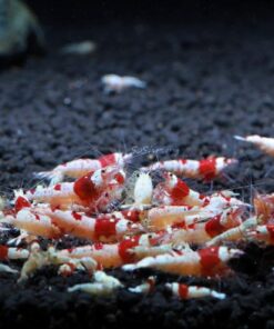 Crystal Red Shrimp SS Grade Live Freshwater Aquarium Shrimp - 1/4 to 1/2 inch Long (5 Shrimp) 5 Shrimp 13 612CpiS6YRL