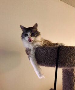 Meow Mix Tender Centers Dry Cat Food, Salmon & Chicken, 13.5 Pound Bag 13.5 Pound (Pack of 1) 35 612CqlmdW6L