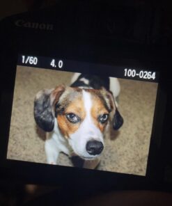 Canon EOS Rebel T7 DSLR Camera with 18-55mm Lens | Built-in Wi-Fi | 24.1 MP CMOS Sensor | DIGIC 4+ Image Processor and Full HD Videos 50 612HjChQtiL 1