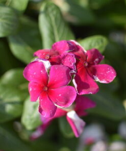 Nikon D3200 24.2 MP CMOS Digital SLR with 18-55mm f/3.5-5.6 Auto Focus-S DX VR NIKKOR Zoom Lens (Black) (OLD MODEL) Black w/ 18-55mm Base 72 612L0POTnXL