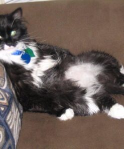 EBPP Advanced Pet Dental Care Water Additive - Premium Cat & Dog Dental Care and Dog Breath Freshener - No Brush Formula Tartar & Plaque Remover for Dogs Teeth 31 612NZE5sbUL