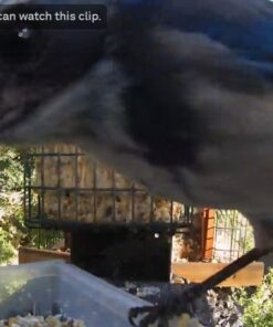 Suet Songbird Very Berry Cake, 16 Pack 20 612Q6zM3aL