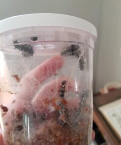 Insect Lore 5 Live Caterpillars Cup of Caterpillars Butterfly Kit Refill - Plus Butterfly Life Cycle Stages Toy Figurines - Shipped Now 55 612VaVmH6wL