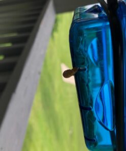 More Birds Dish SeedFeed, 1 Count (Pack of 1) 1 Count (Pack of 1) 43 612Wtxeb4DL