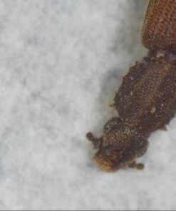 Andonstar 5 inch Screen 1080P Digital Microscope HDMI Microscope for Circuit Board Repair Soldering Tool ADSM302 48 612Y5luylRL