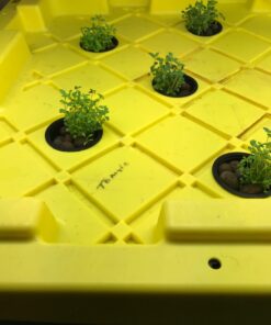 Common Thyme Seeds for Planting, 1000+ Seeds Per Packet, (Isla's Garden Seeds), Non GMO & Heirloom Seeds, Botanical Name: Thymus vulgaris, Great Herb Garden Seeds 20 612e6zZZB1L