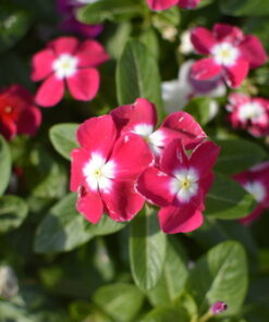 Nikon D3200 24.2 MP CMOS Digital SLR with 18-55mm f/3.5-5.6 Auto Focus-S DX VR NIKKOR Zoom Lens (Black) (OLD MODEL) Black w/ 18-55mm Base 73 612lNPXgkL