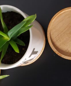 Espoma Organic Cactus Potting Soil Mix, Natural & Organic Soil for Cactus, Succulent, Palm, and Citrus grown in containers both indoors and outdoors, 4 qt, Pack of 1 4 Quart 41 612lpqHBv6L