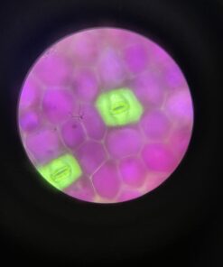 OMAX 40X-2000X LED Binocular Compound Lab Microscope w/ Double Layer Mechanical Stage + Blank Slides, Cover Slips, & Lens Cleaning Paper, M82ES-SC100-LP100 81 612qJkbxCkL