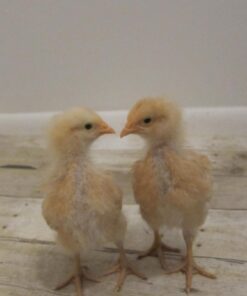 Fadeless Bulletin Board Paper, Fade-Resistant Paper for Classroom Decor, 48” x 12’, Weathered Wood, 1 Roll 48 Inches x 12 Feet 55 612t4XCod3L