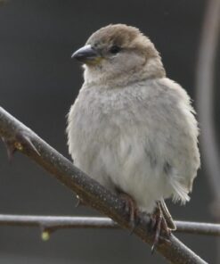 Sigma 1.4x Teleconverter TC-1401 for Nikon Nikon SLR Mount 16 612tMpxzcRL