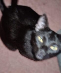 Purina Friskies Gravy Wet Cat Food , Meaty Bits - (24) 5.5 oz. Cans Chicken Dinner In Gravy, Gourmet Grill In Gravy, Beef In Gravy 5.5 Ounce (Pack of 24) 35 613 A1i9prL