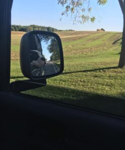 Leashboss Short Dog Leash for Dog Training | Padded Traffic Handle Short Leash for Dog Training, Total Comfort when Dog Walking | Traffic Leash for Dogs Large, Medium, Small | Short Nylon Dog Lead 12 Inch Black 40 61319Qu4OlL