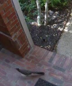 Google Nest Cam Outdoor 2-Pack - 1st Generation - Weatherproof Outdoor Camera - Surveillance Camera with Night Vision - Control with Your Phone 66 6131lNvPyPL